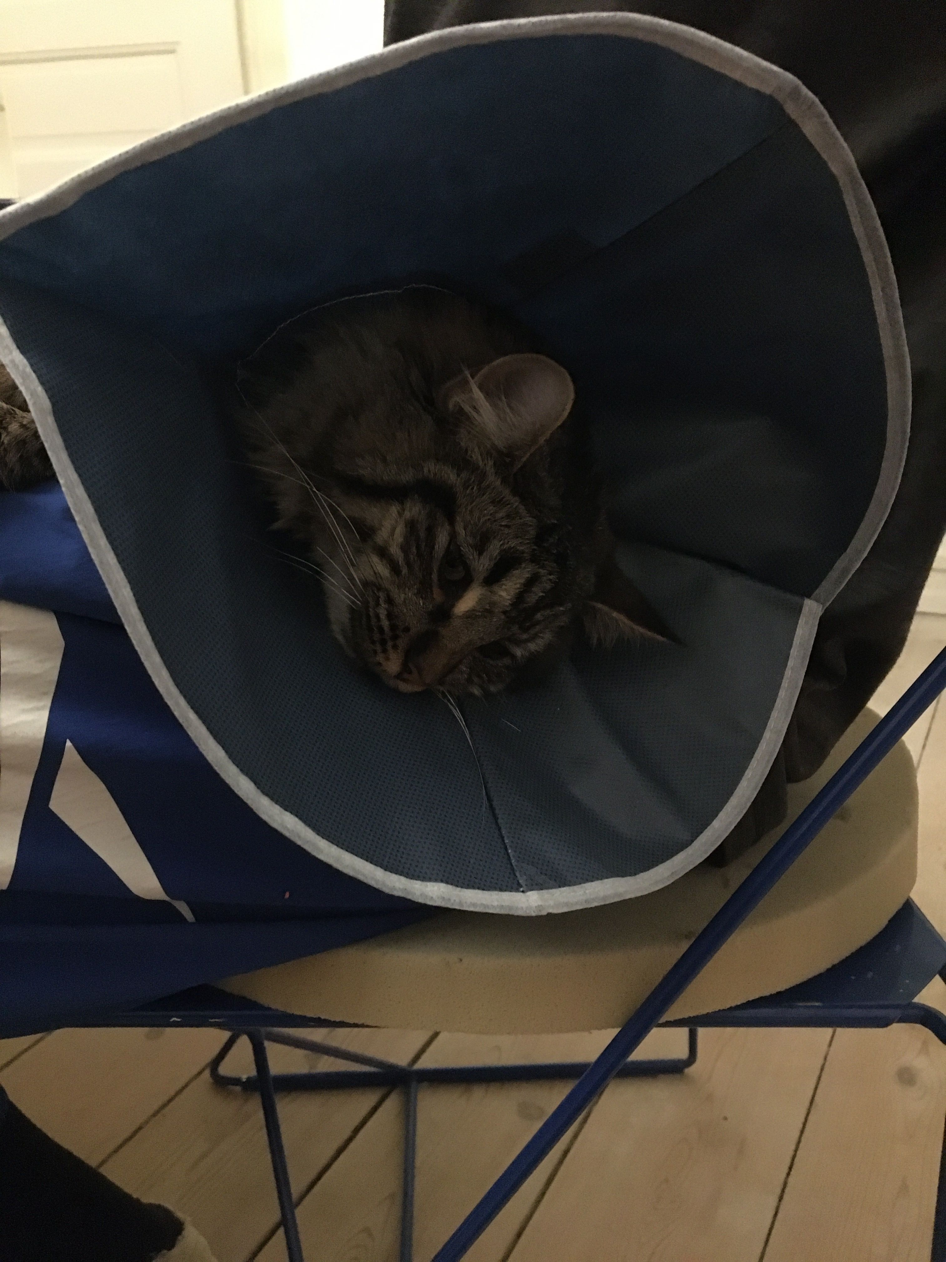 Halloumi - Hjelmagervænget, Skødstrup