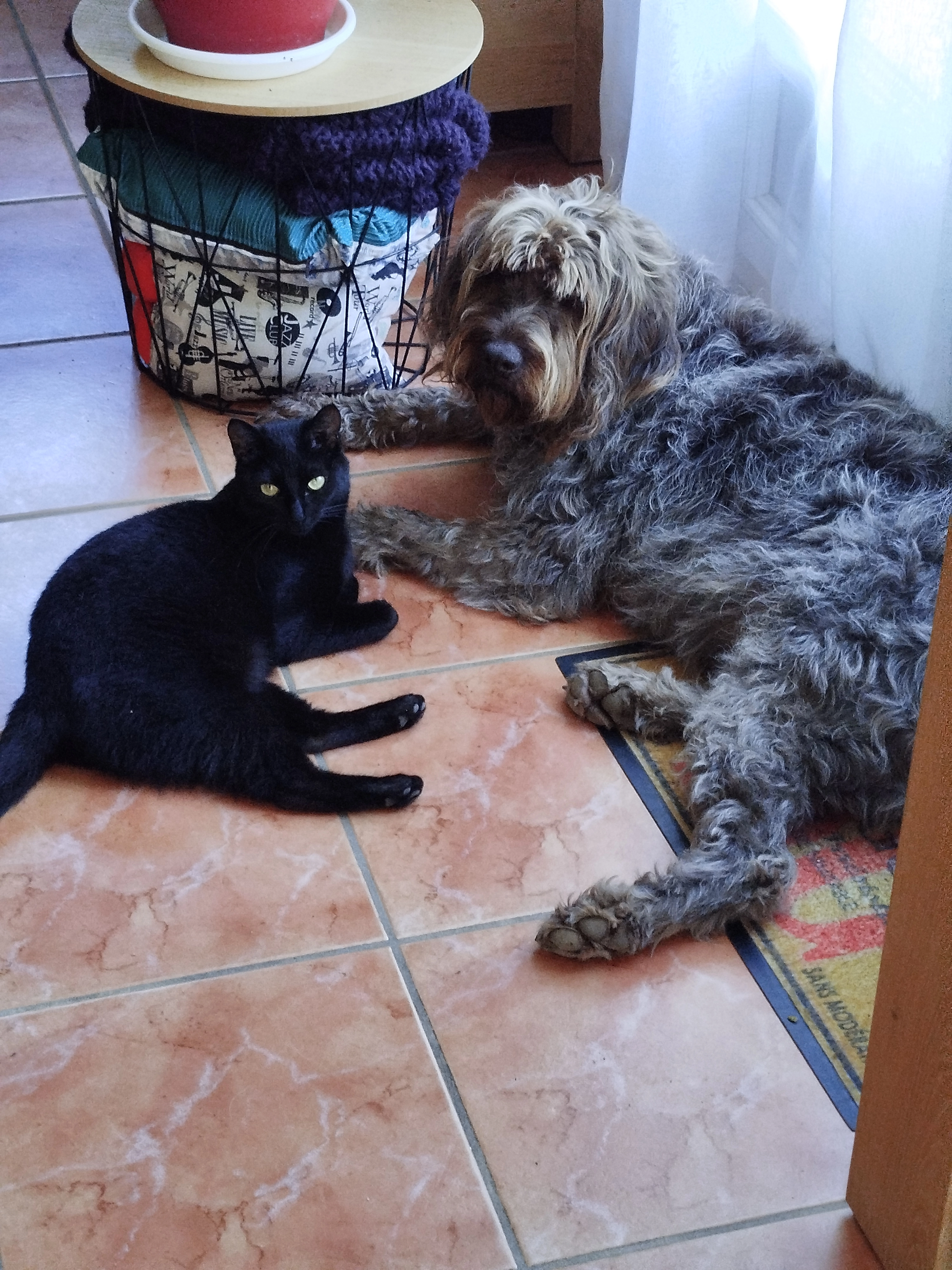 Minouche  - Rue René Cassin, Servian