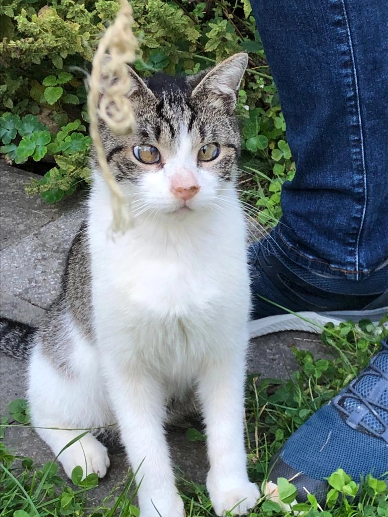 Bazi - Lärchenstraße, Höslwang