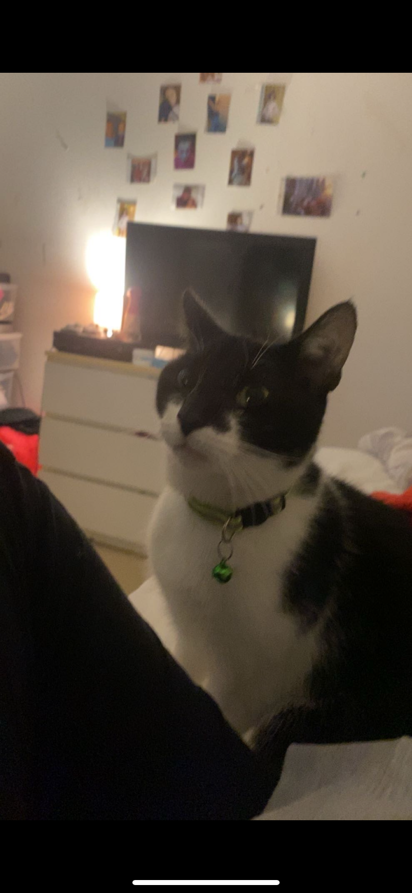 cosmo - Alice Crescent, Chepstow