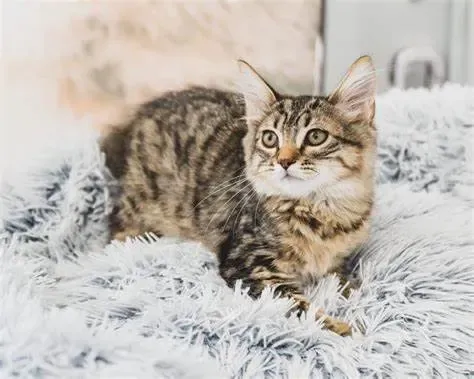 Calico - SW 152nd Ave, Miami