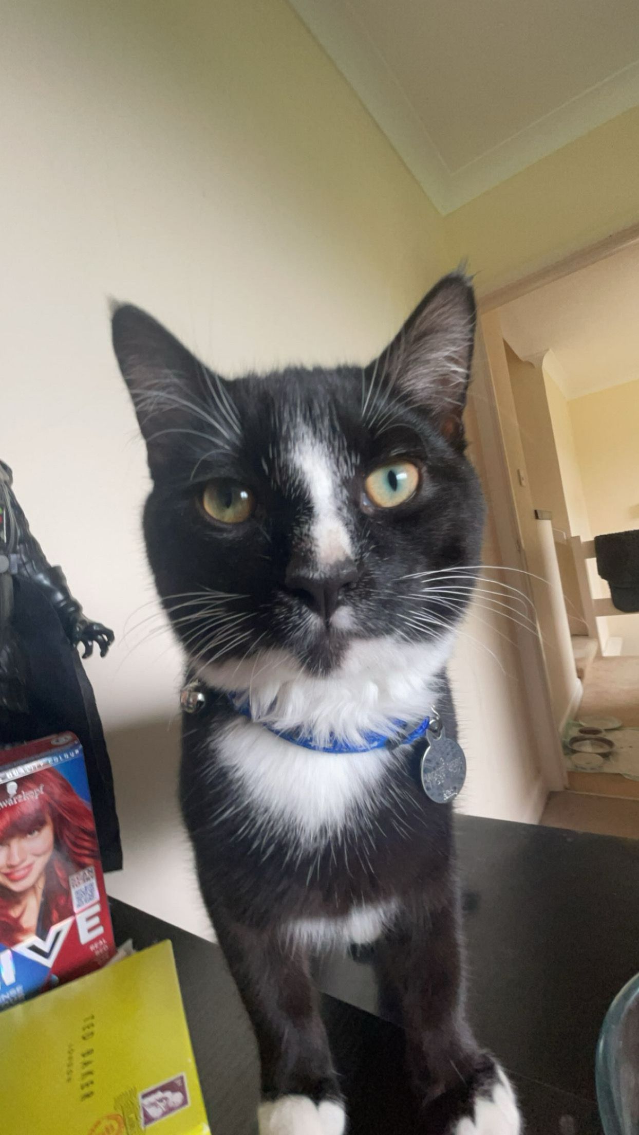 Mr. Pussington (Puss Puss) - Lancaster Gardens, Grantham