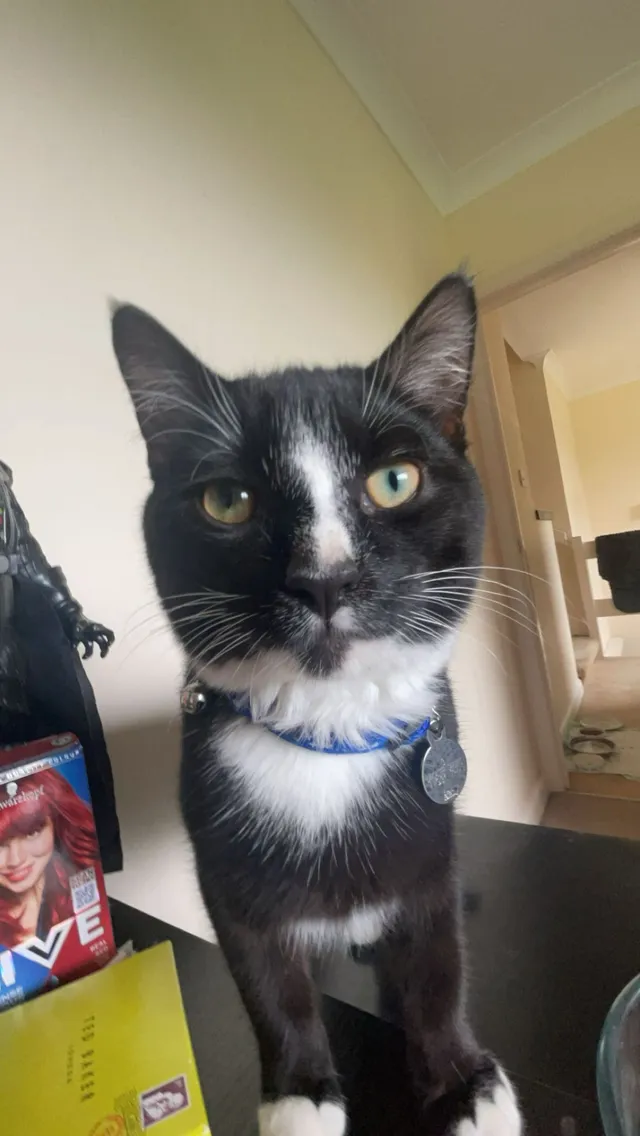 Mr. Pussington (Puss Puss) - Lancaster Gardens, Grantham