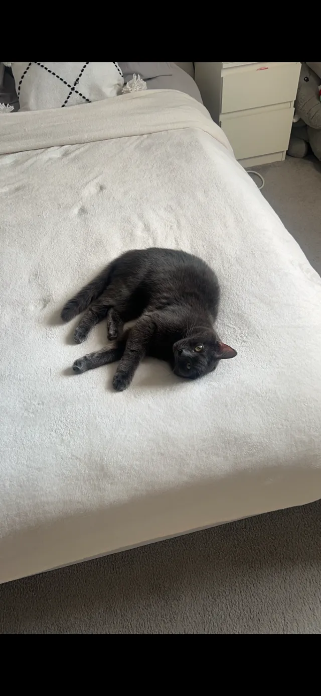 Luna - Fremantle Crescent, Middlesbrough