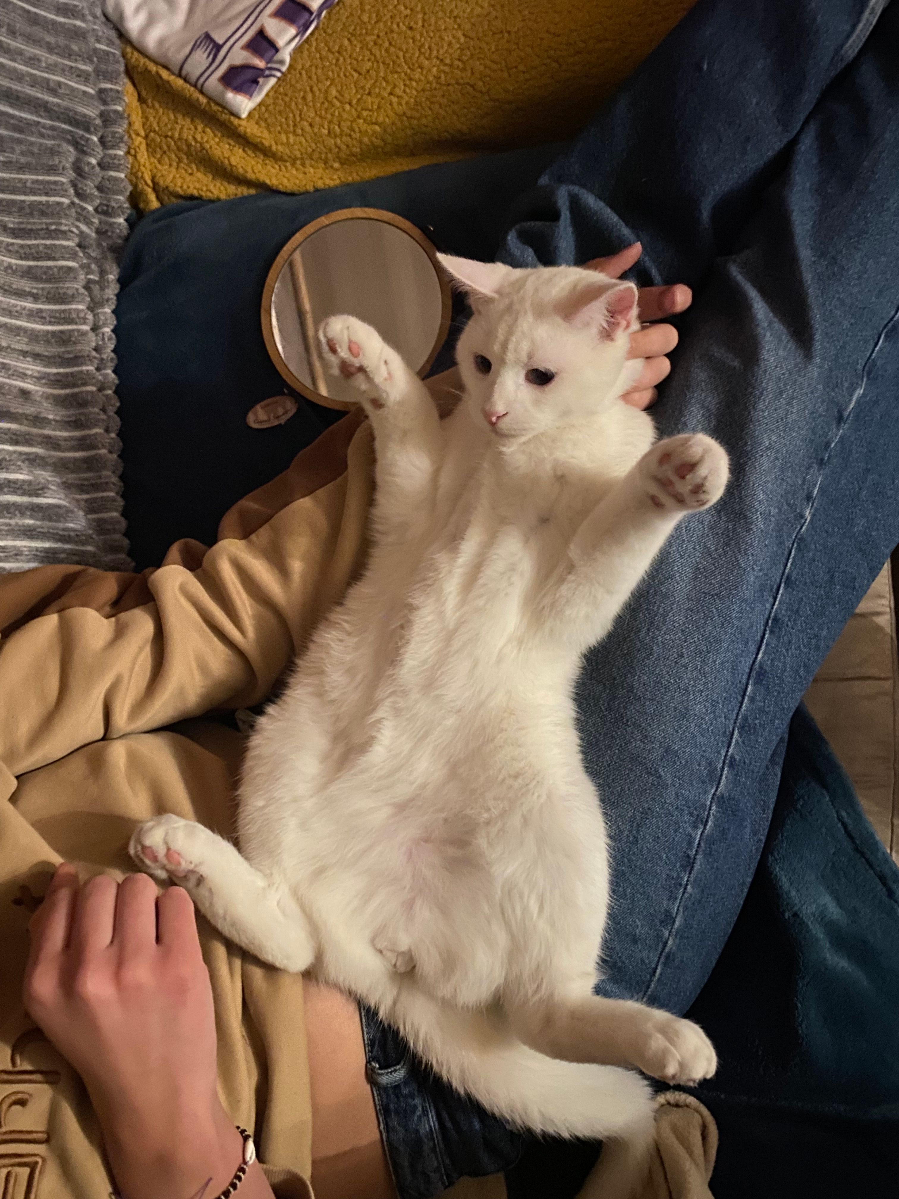 Floki - 445 Rue de Bellevue, Les Houches