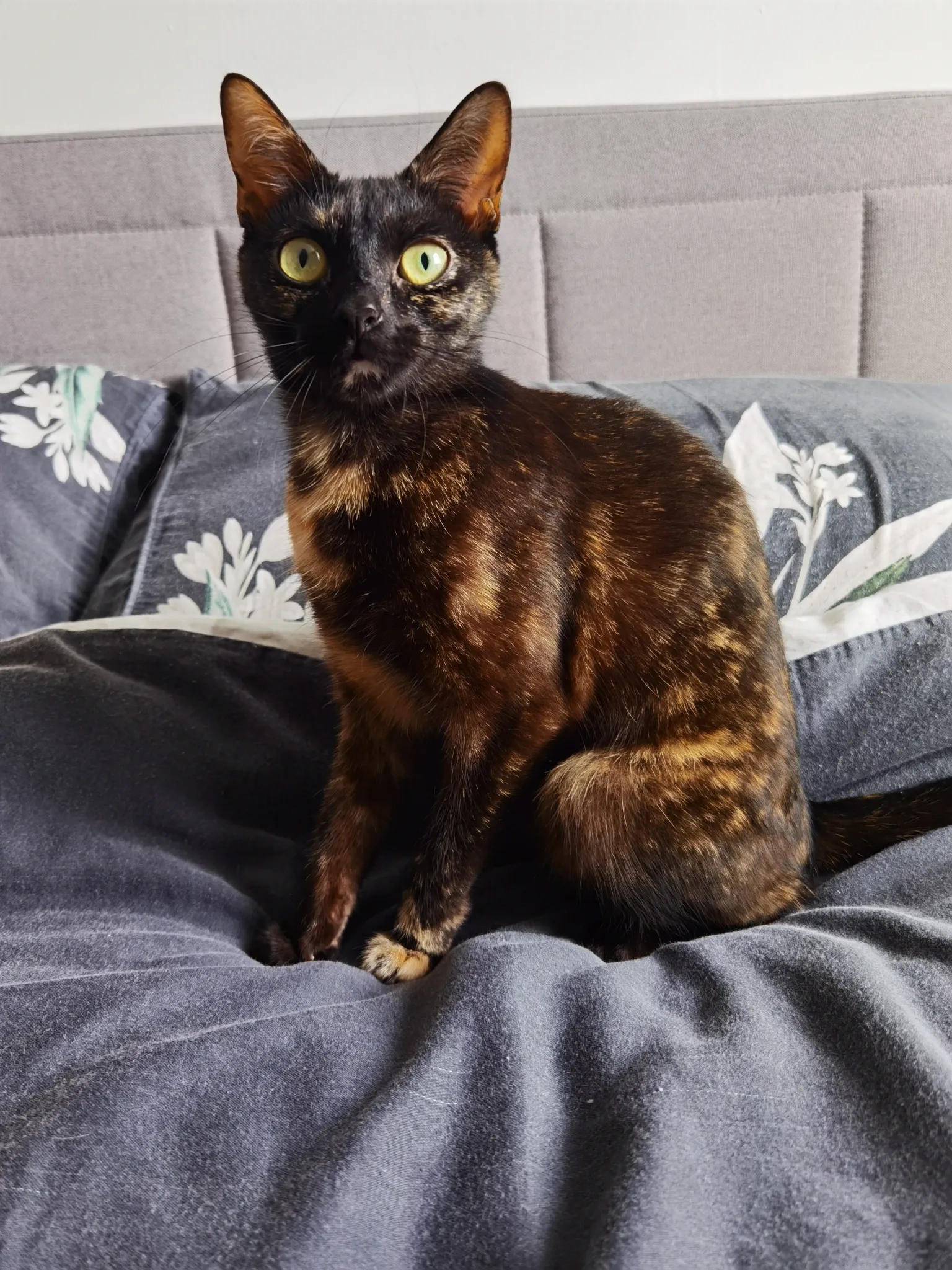 Stela - Collingham, Peterborough