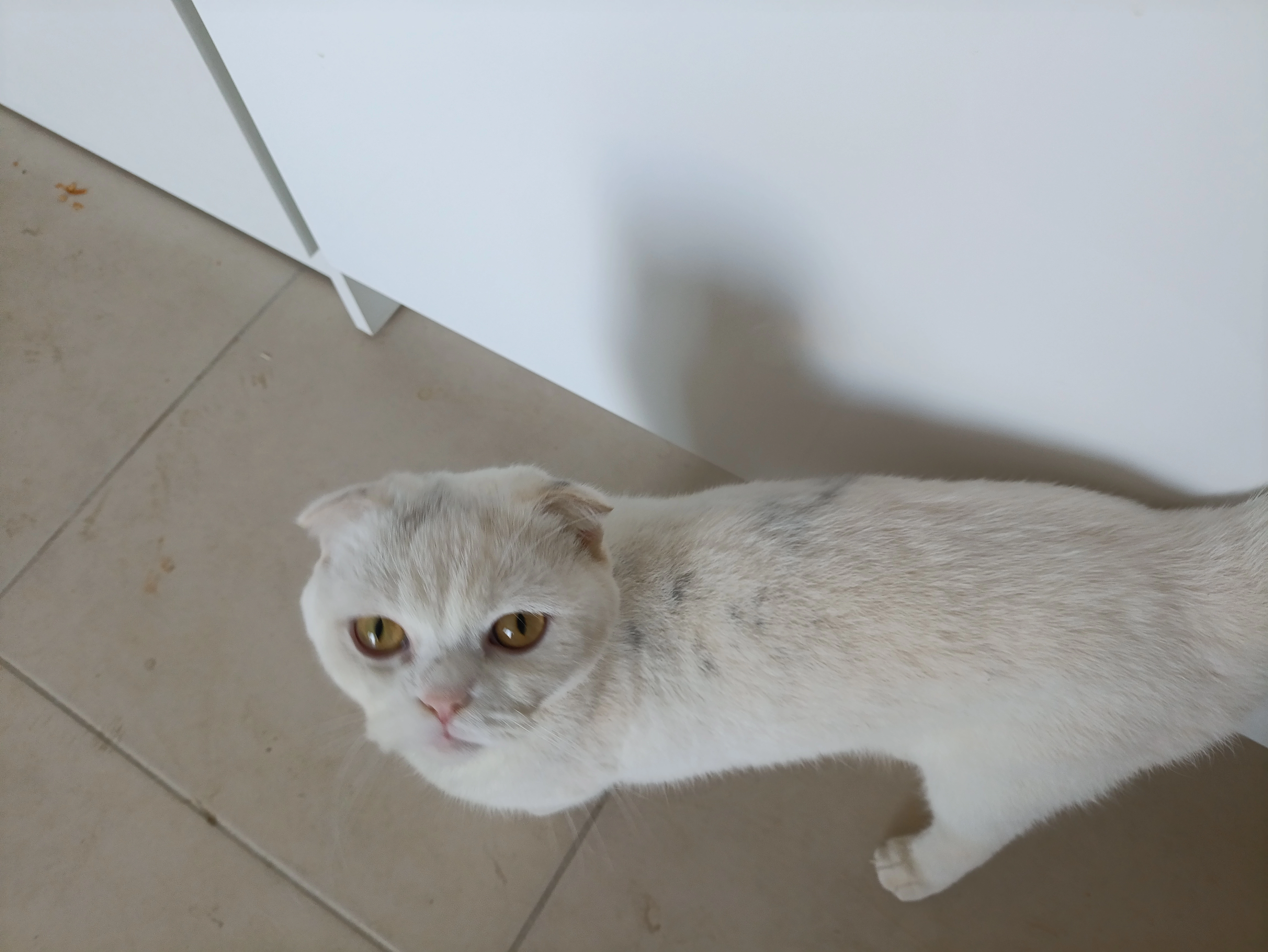 Boubouille  - Rue de la Chapelle Saint-Roch, Pertuis