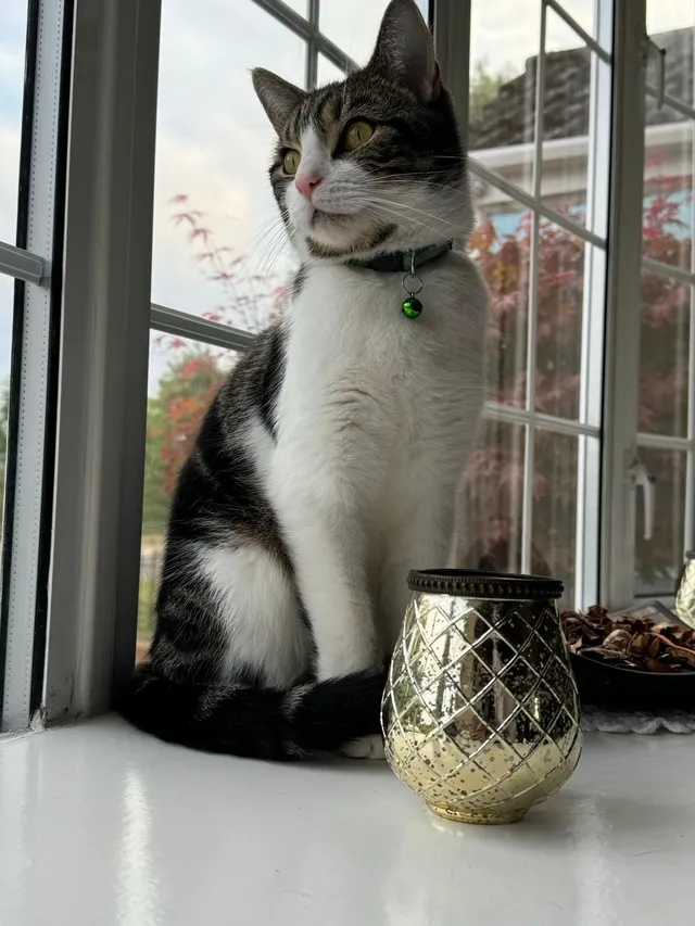 Wolfie - Peascroft Road, Hemel Hempstead
