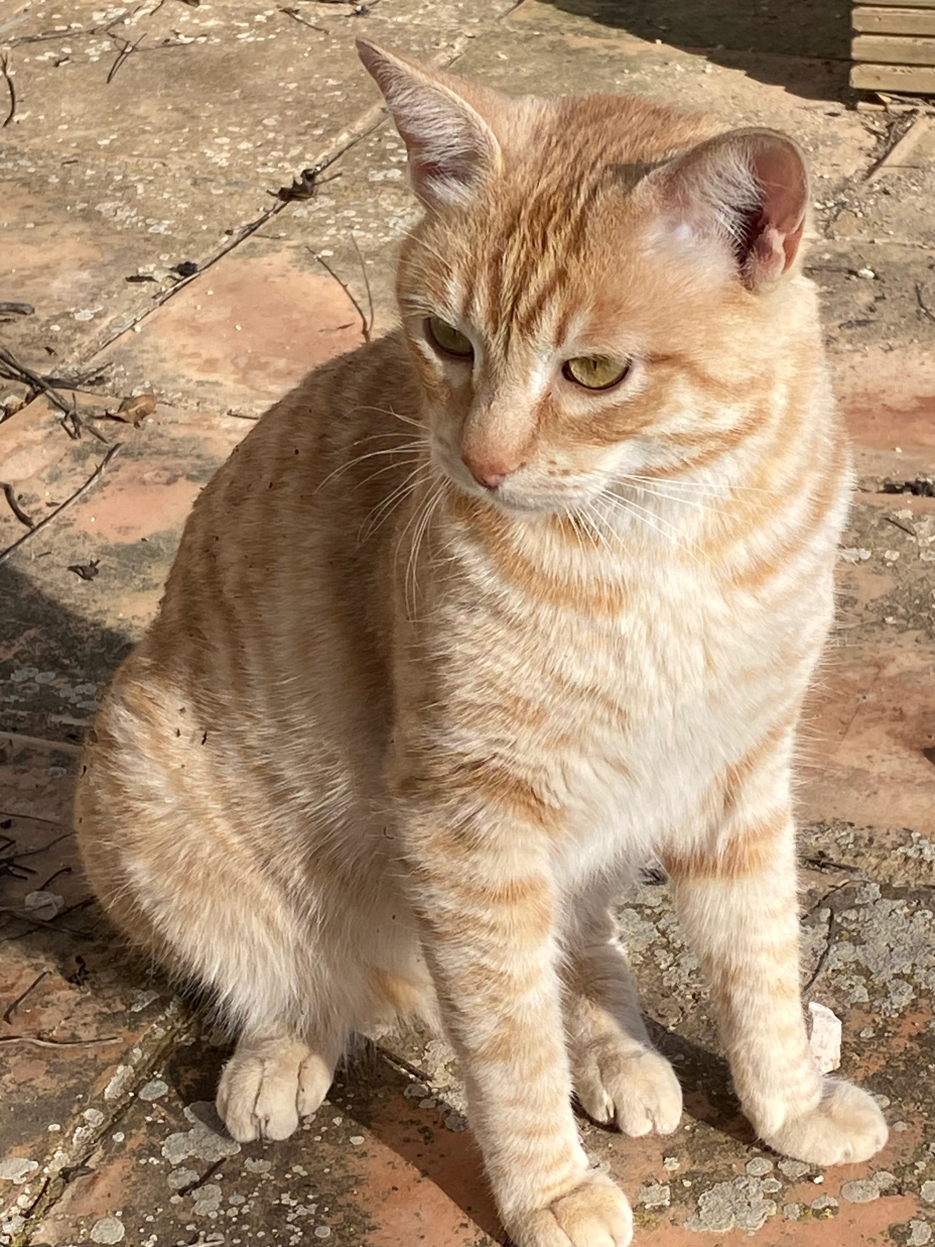 Bunbury  - Calle de Buitrago 8, Mula