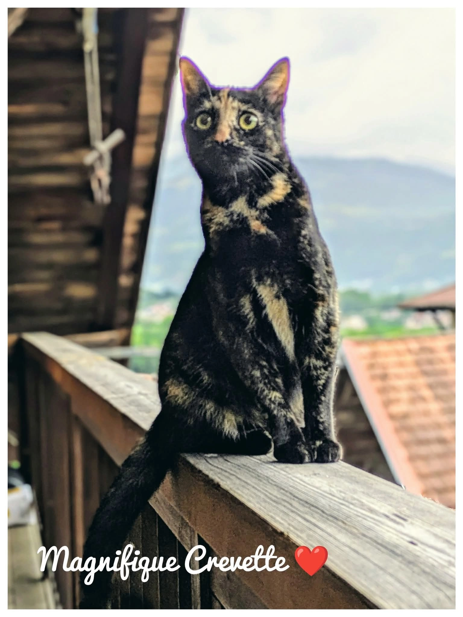 Crevette - 1382 Route de Méribel, Sallanches