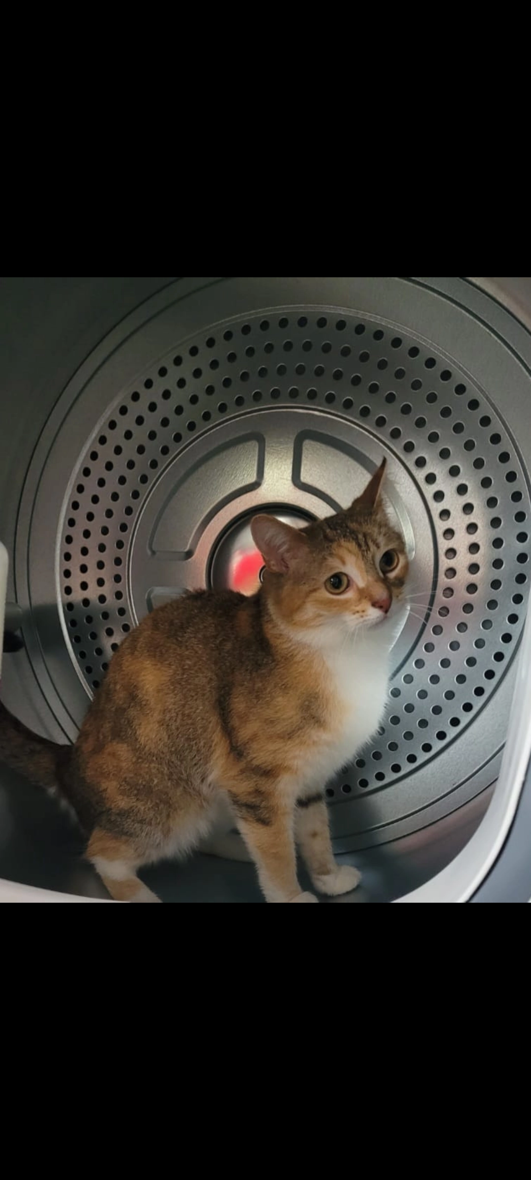 Tika - Kirschberg, Großenhain