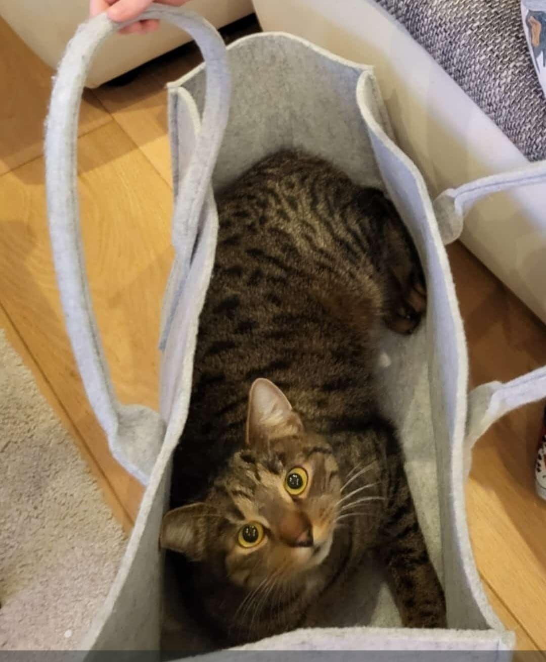 Tommy - Josef Heidererstraße, Rohrendorf bei Krems