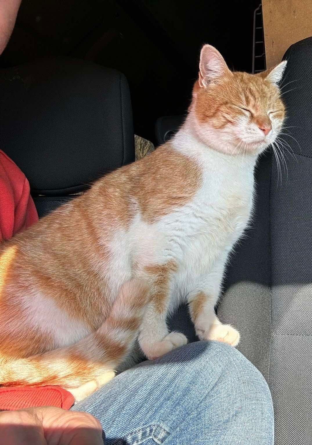 Maya - The Elms, Swords