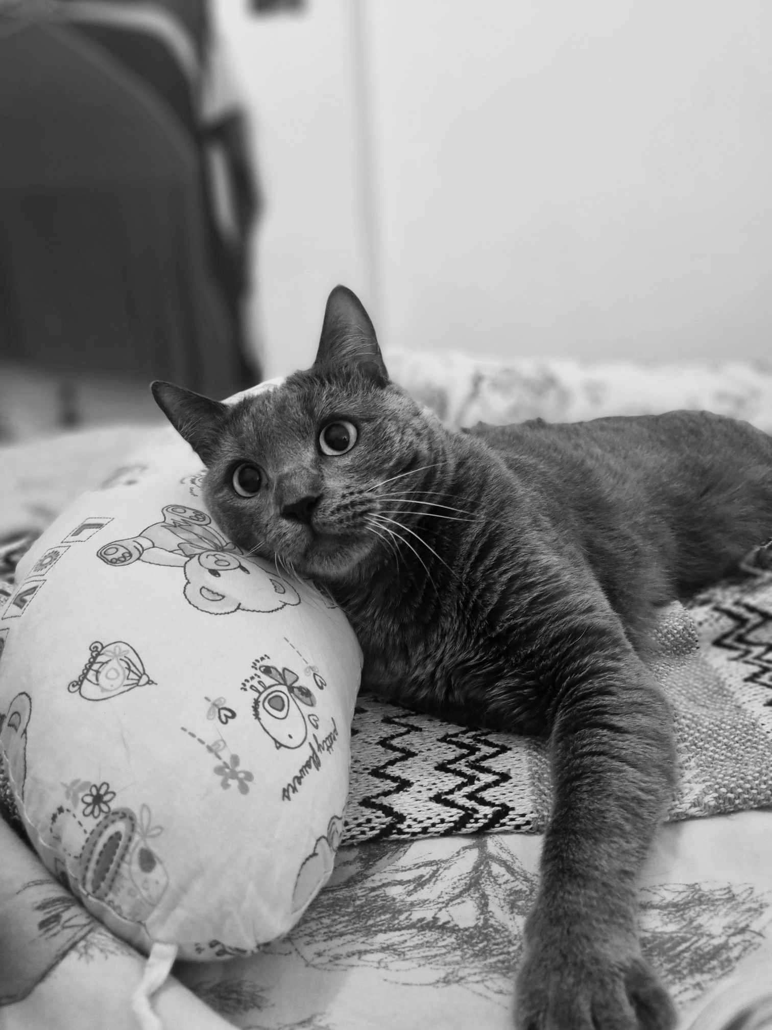 Mr groot alias minou - Boulevard Raymond Vittoz, Castres