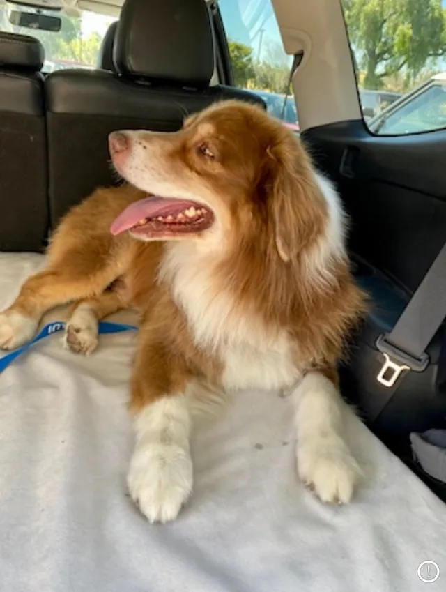 Toby - Pinewood Way, Milpitas