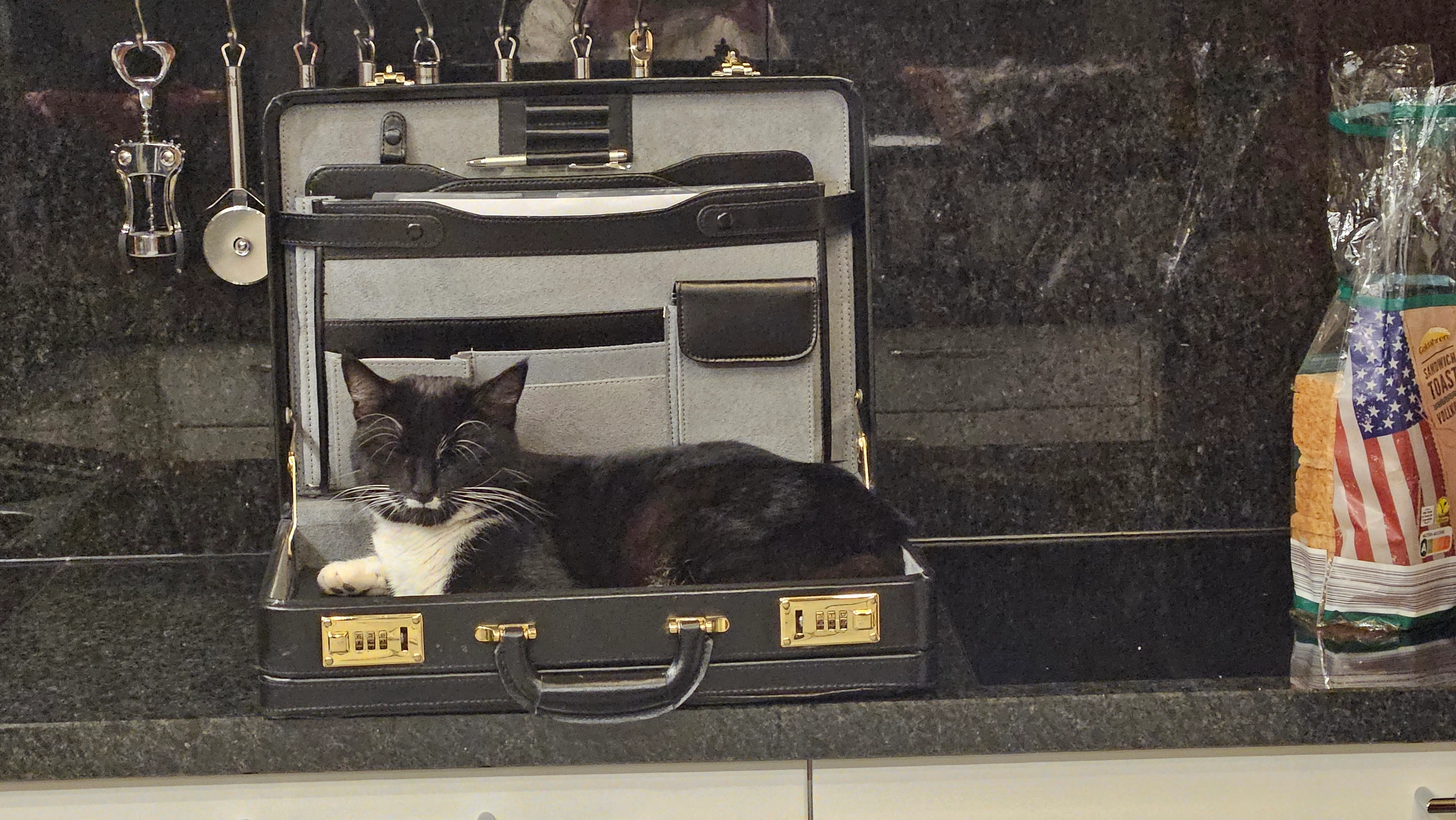 Kater - Hannah-Höch-Ring, Wolfsburg