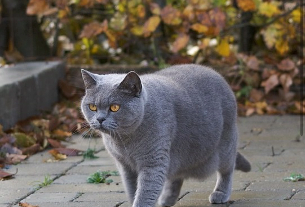 Simba  - Rüediswilerstrasse, Ruswil