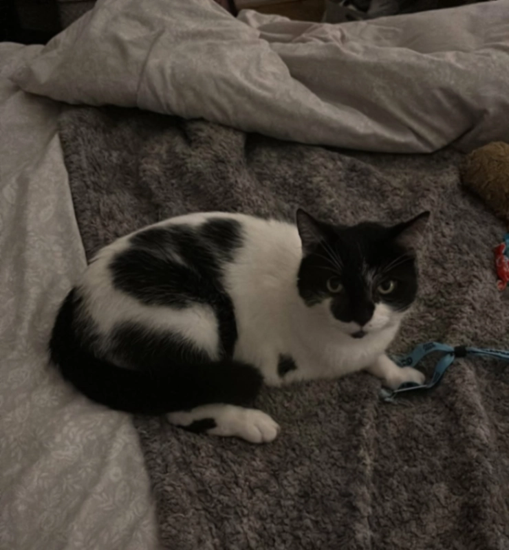 Henry - Forest School Street, Burton upon Trent