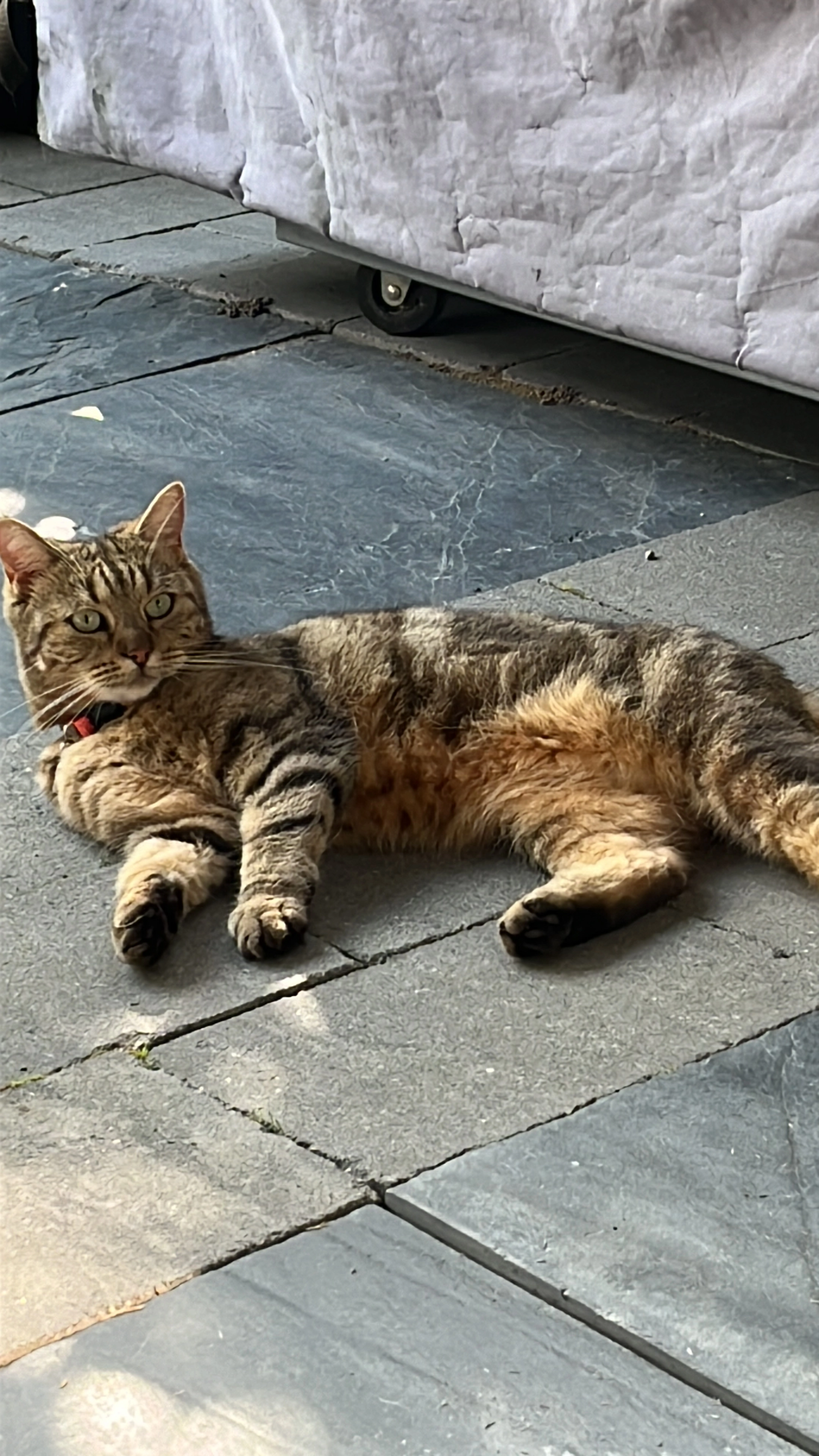 Charlie  - Paradijsselpark, Capelle aan den IJssel