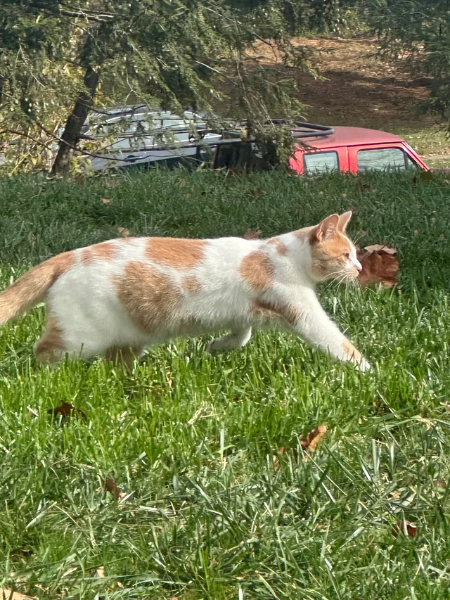 Cheeto - 21132 Winding Brook Sq, Ashburn
