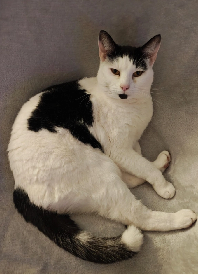 Lola - Shorefields, Ten Acre Way, Rainham