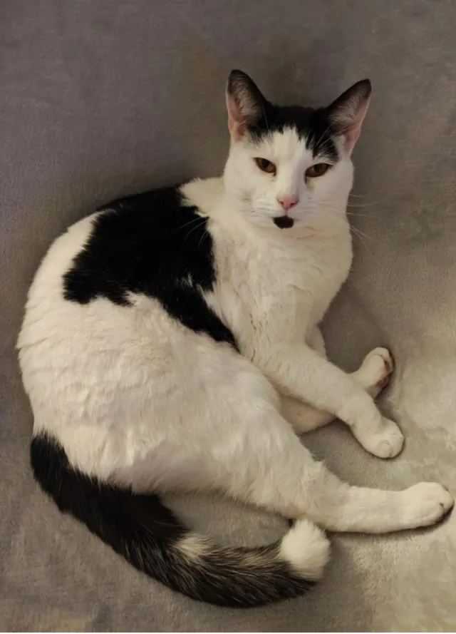 Lola - Shorefields, Ten Acre Way, Rainham