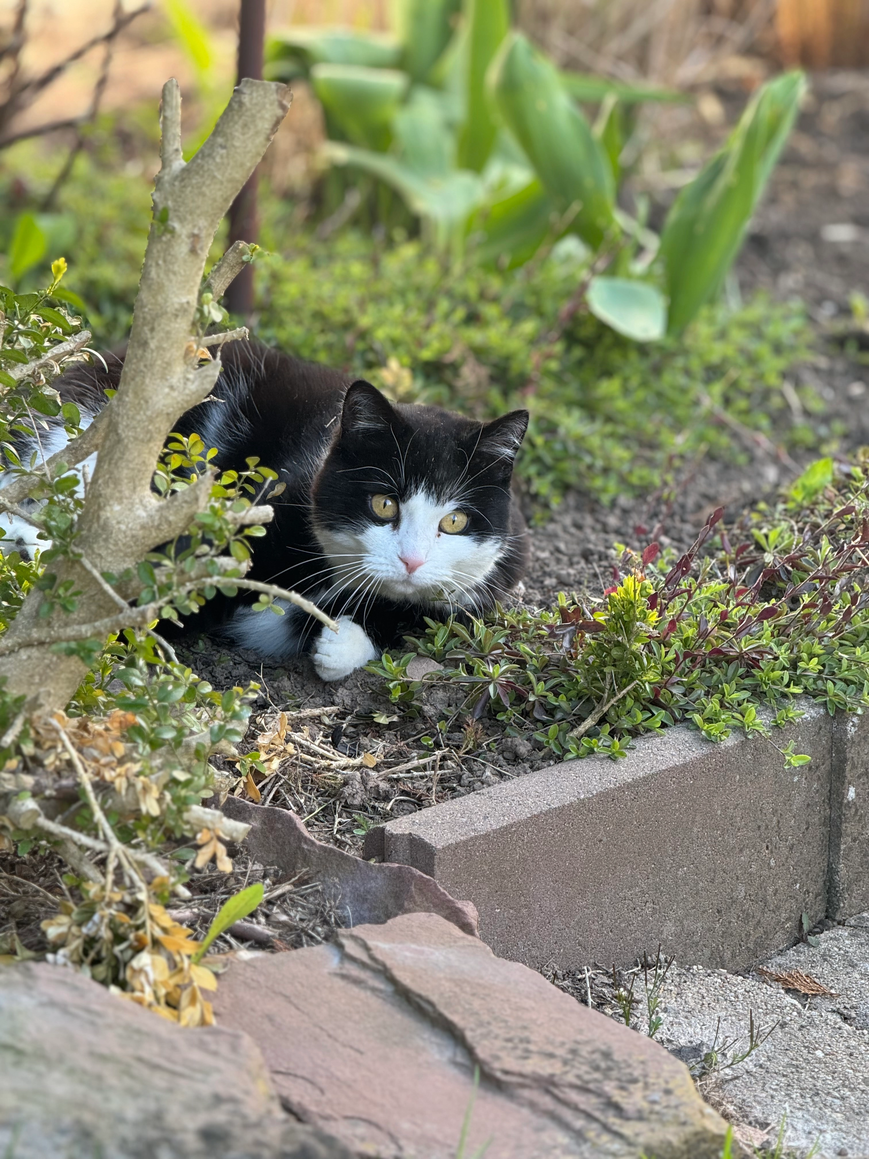 Mia  - Rohrbrunner Straße, Schollbrunn