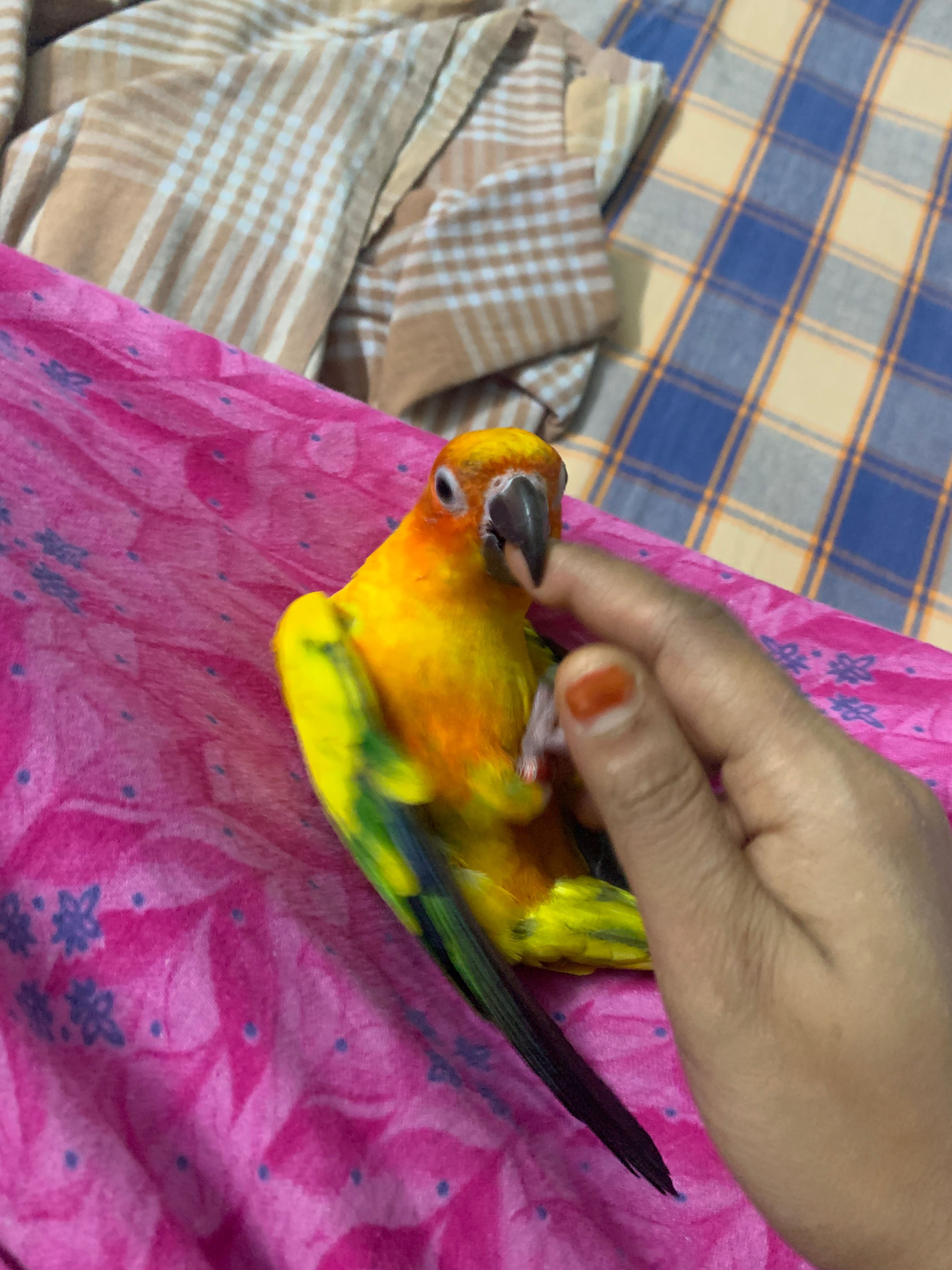 Sun conure  - Vayalur Road, Tiruchirappalli