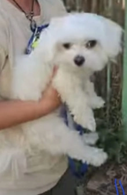 Fluffy  - Ge'ulim Street, Ramat Hasharon