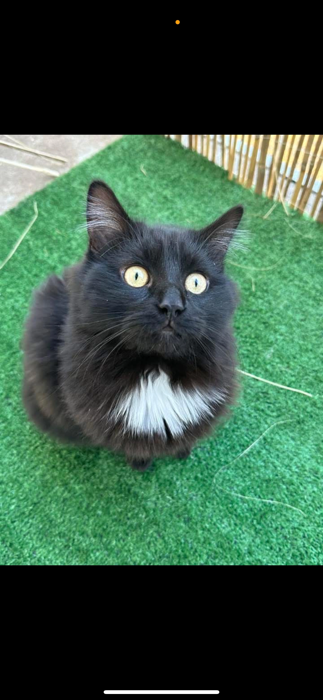 Ronron - 4 Allée de la Plaine, Thaon-les-Vosges