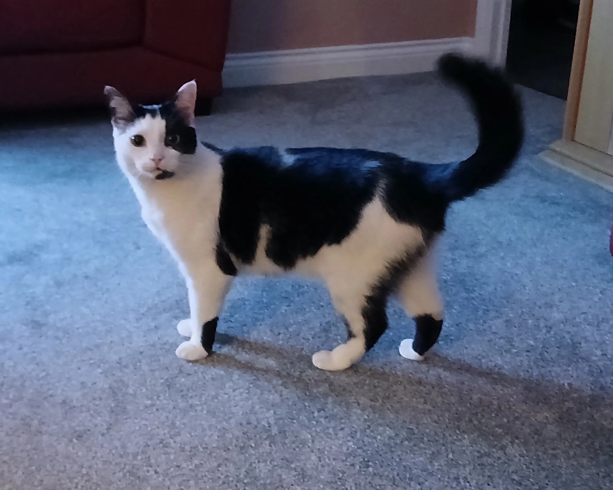 Clyde - Christopher Bushell Way, Ashford