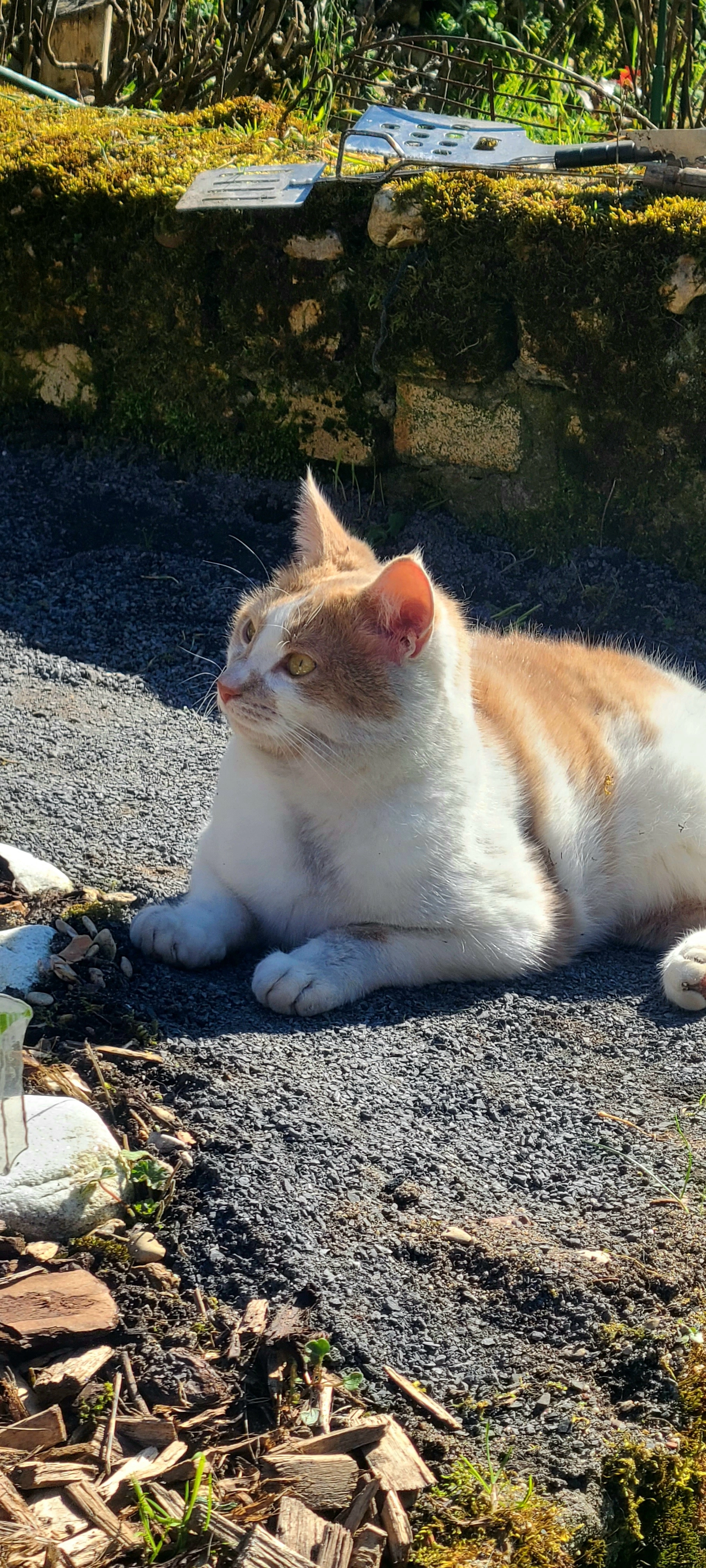 Sam - Impasse Des Genêts, Cepoy