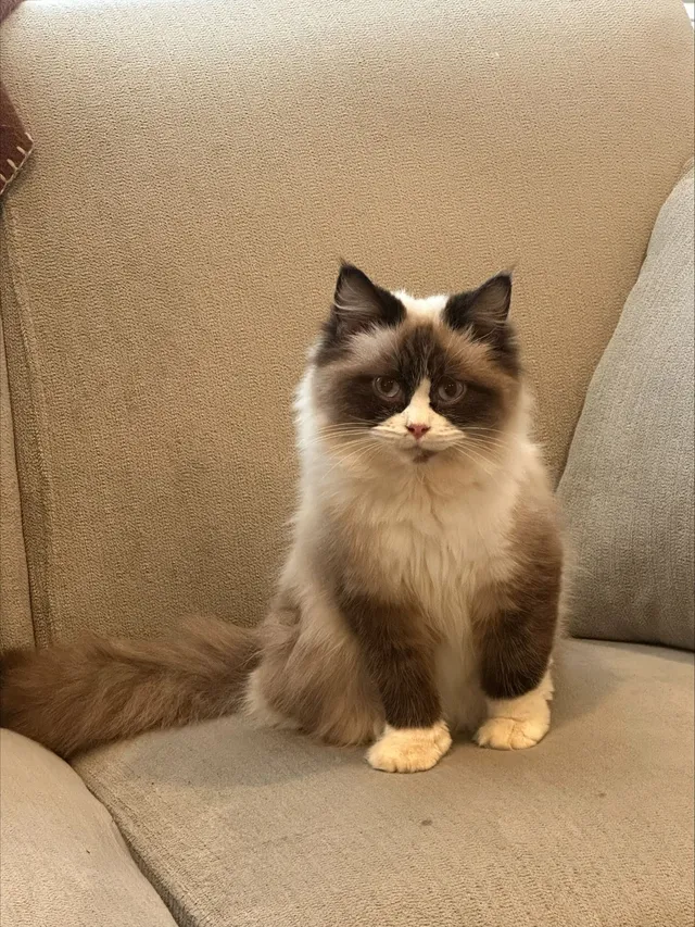 Fluffy - 13322 Thistle Ave, Norwalk