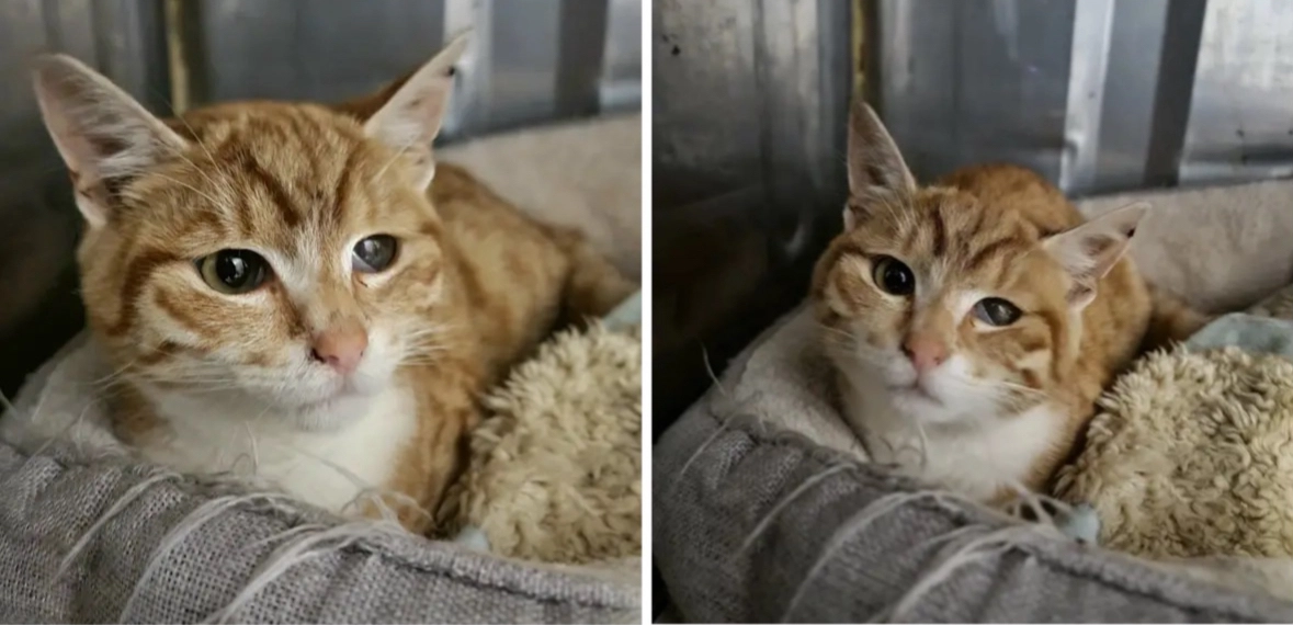 Eamon - A91, Blackrock