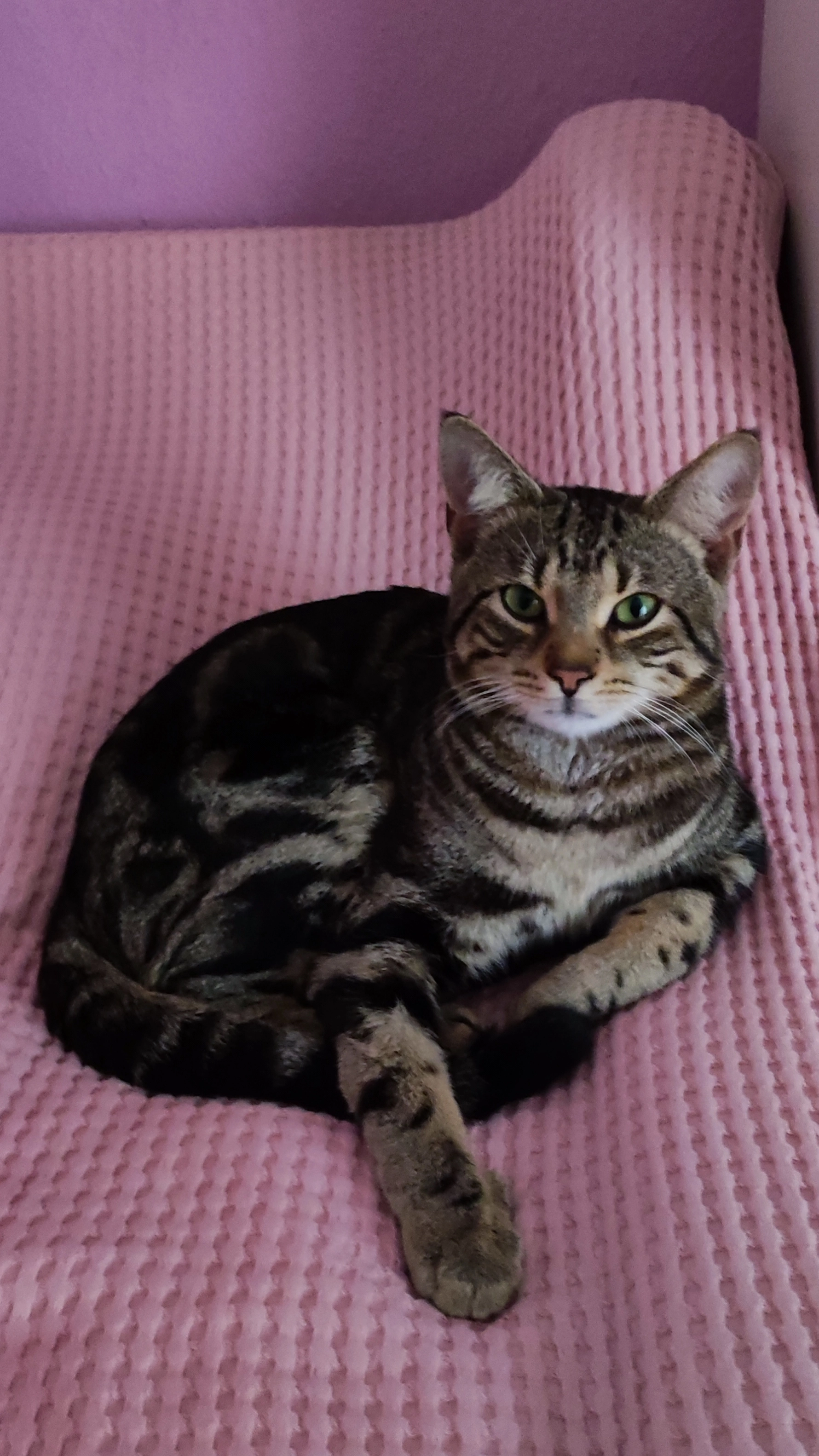 Mokti - Bachgauweg, Darmstadt