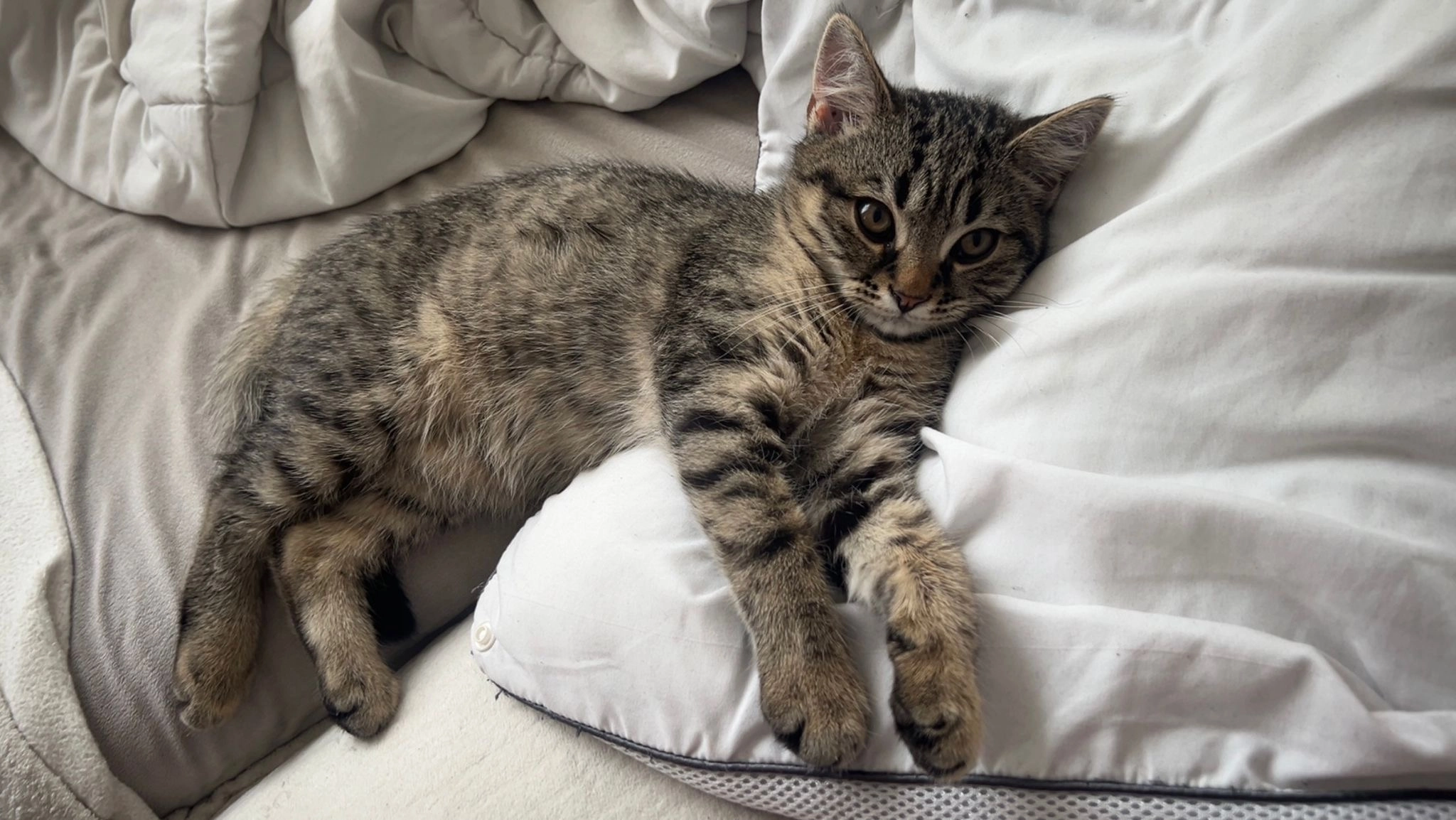 GLOBO - Van Craesbeeckstraat 23, Antwerpen