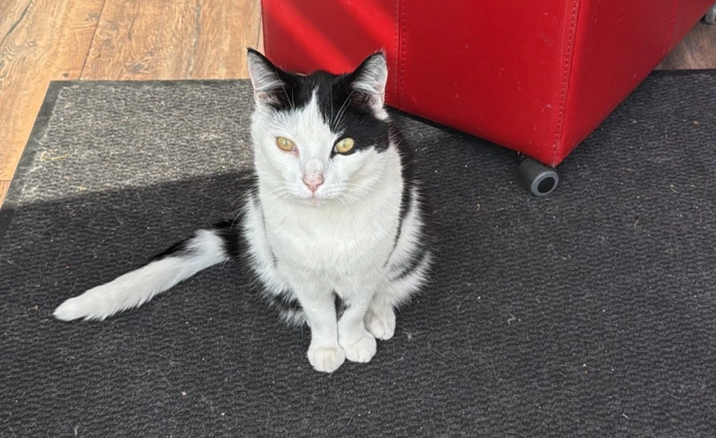 Fred - Burgemeester Venemastraat, Winschoten