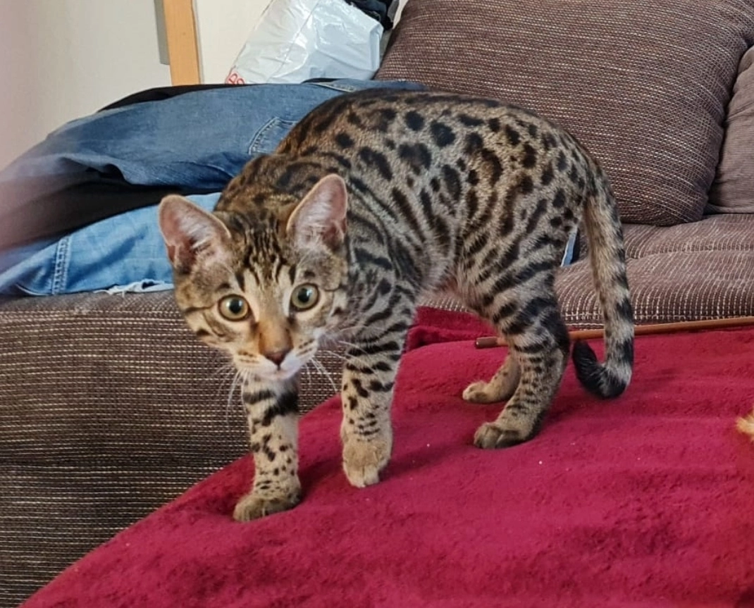 Lucky  - Schubertstraße, Völklingen