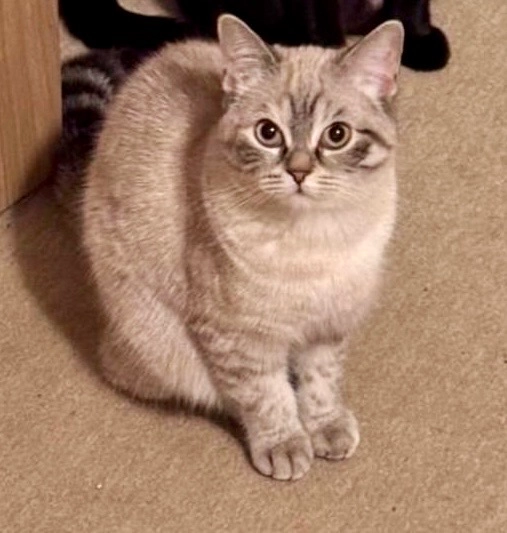 Kira - Herbert-Hoover-Straße, Heilbronn