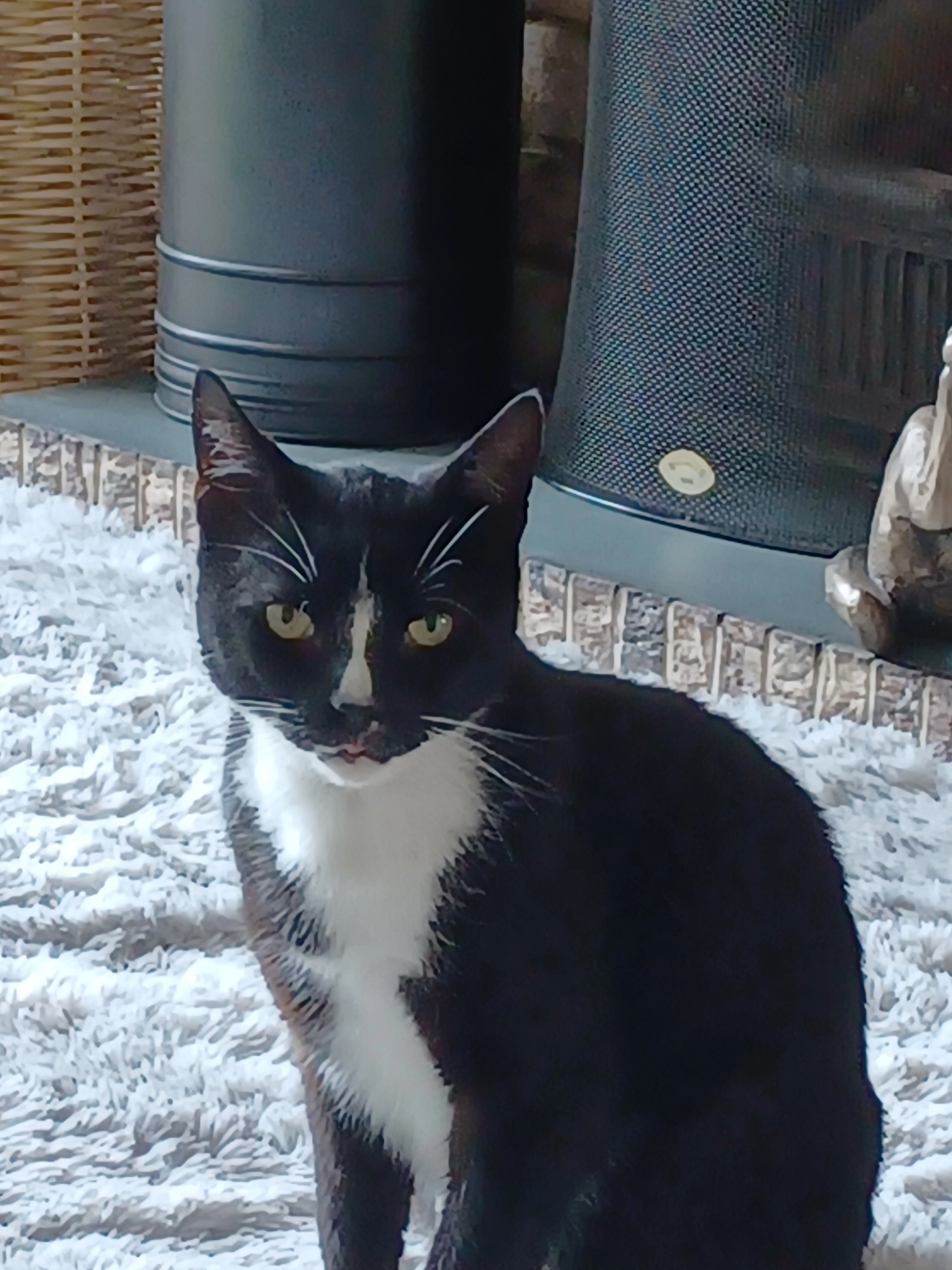 Jack - Church Street, Cambridge