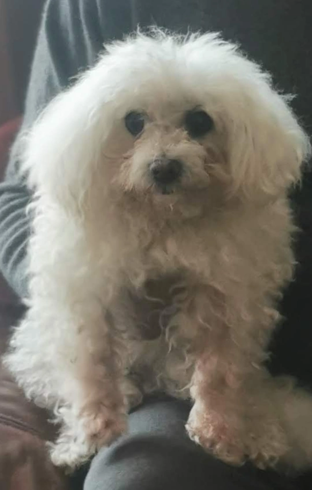 Sidney - Chemin de Saint-Claude, Antibes