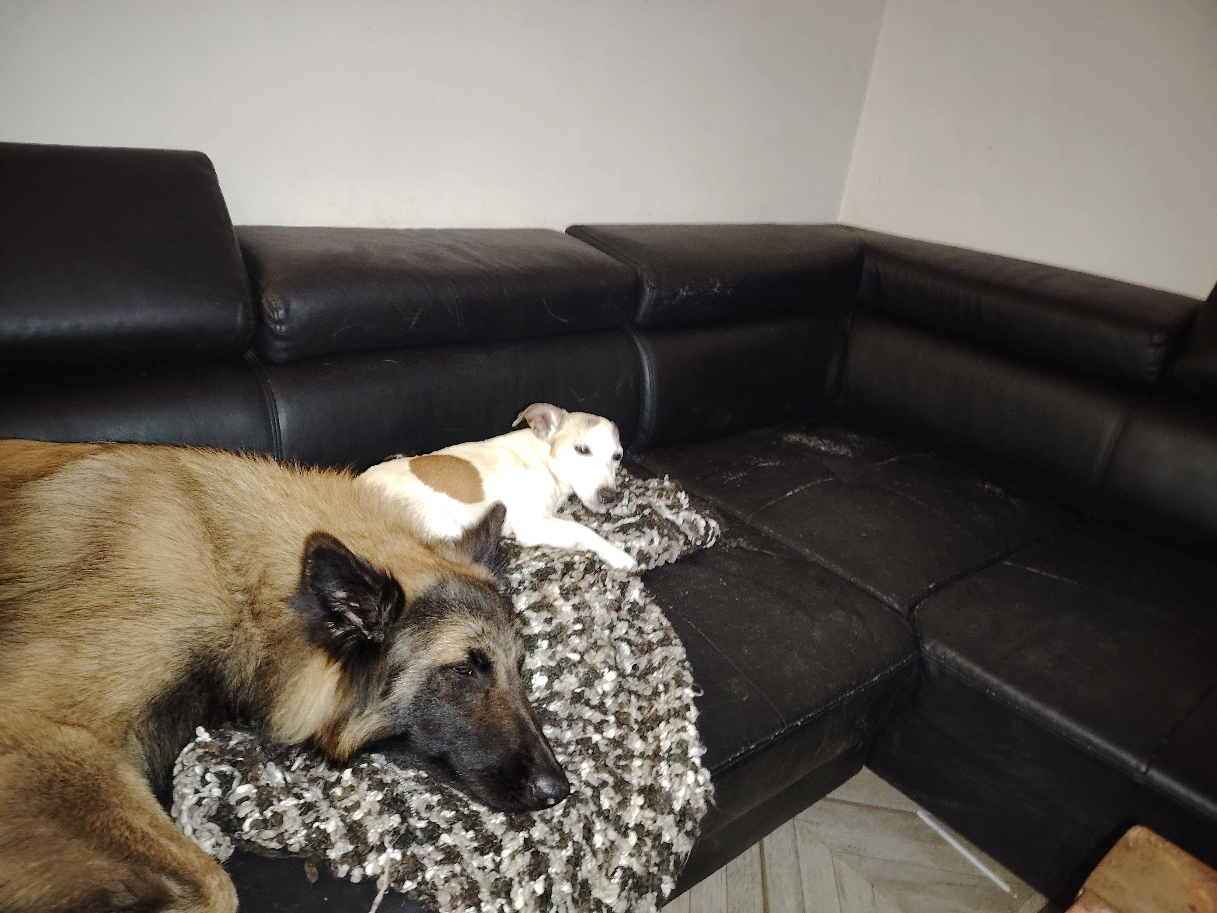 ASCO ET MIMI - Route de Sérignac, Porte-du-Quercy