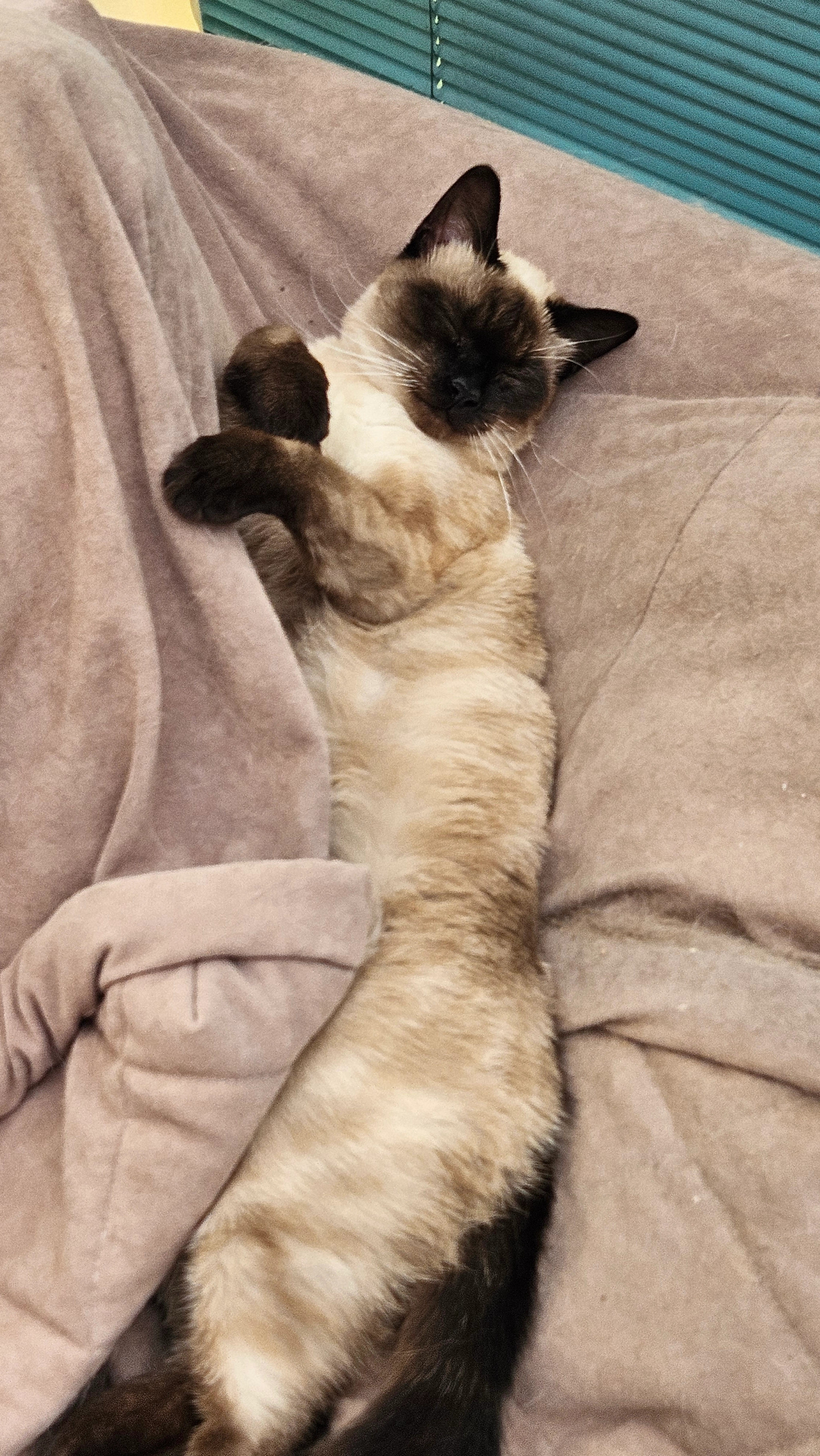 Fauve - Rue de l'Aurence, Couzeix