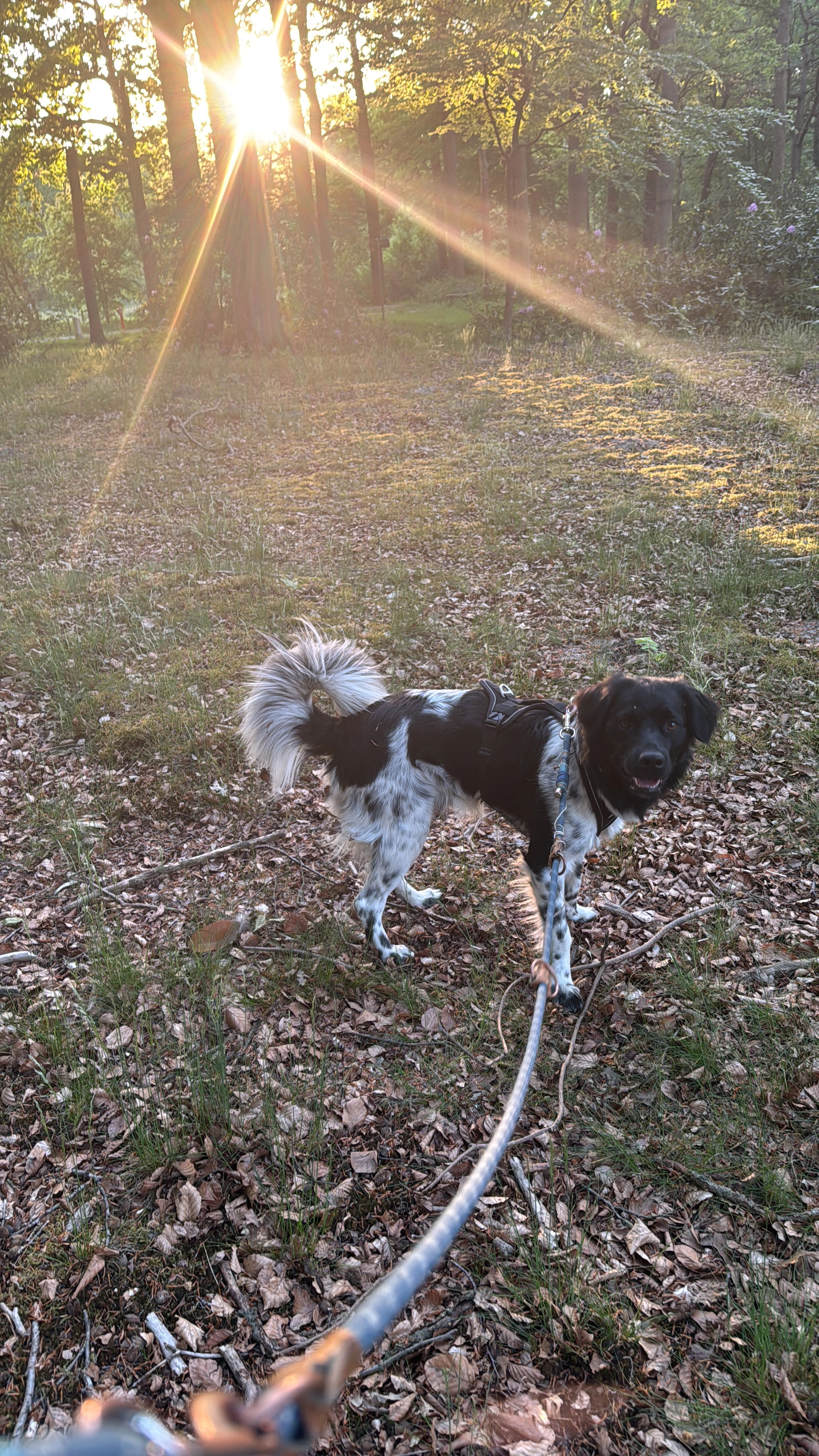 Vinny - Plataandreef, Brasschaat