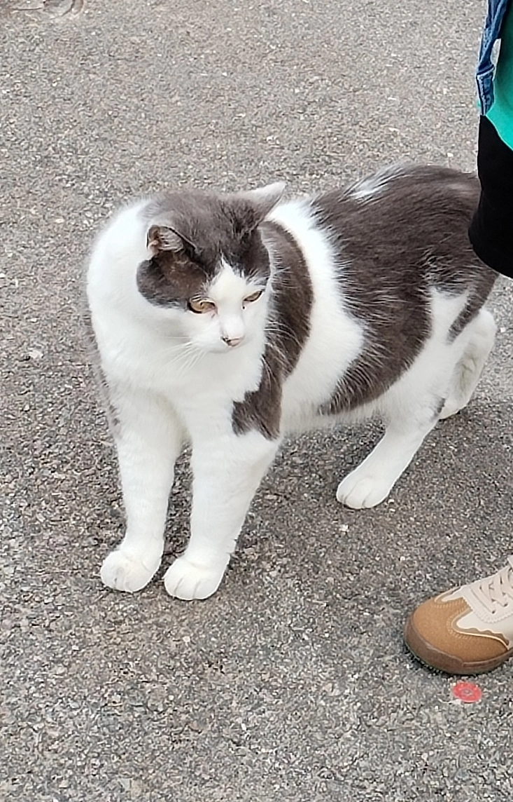 Tom  - Place de l'Abbé Debrie, Ahuy