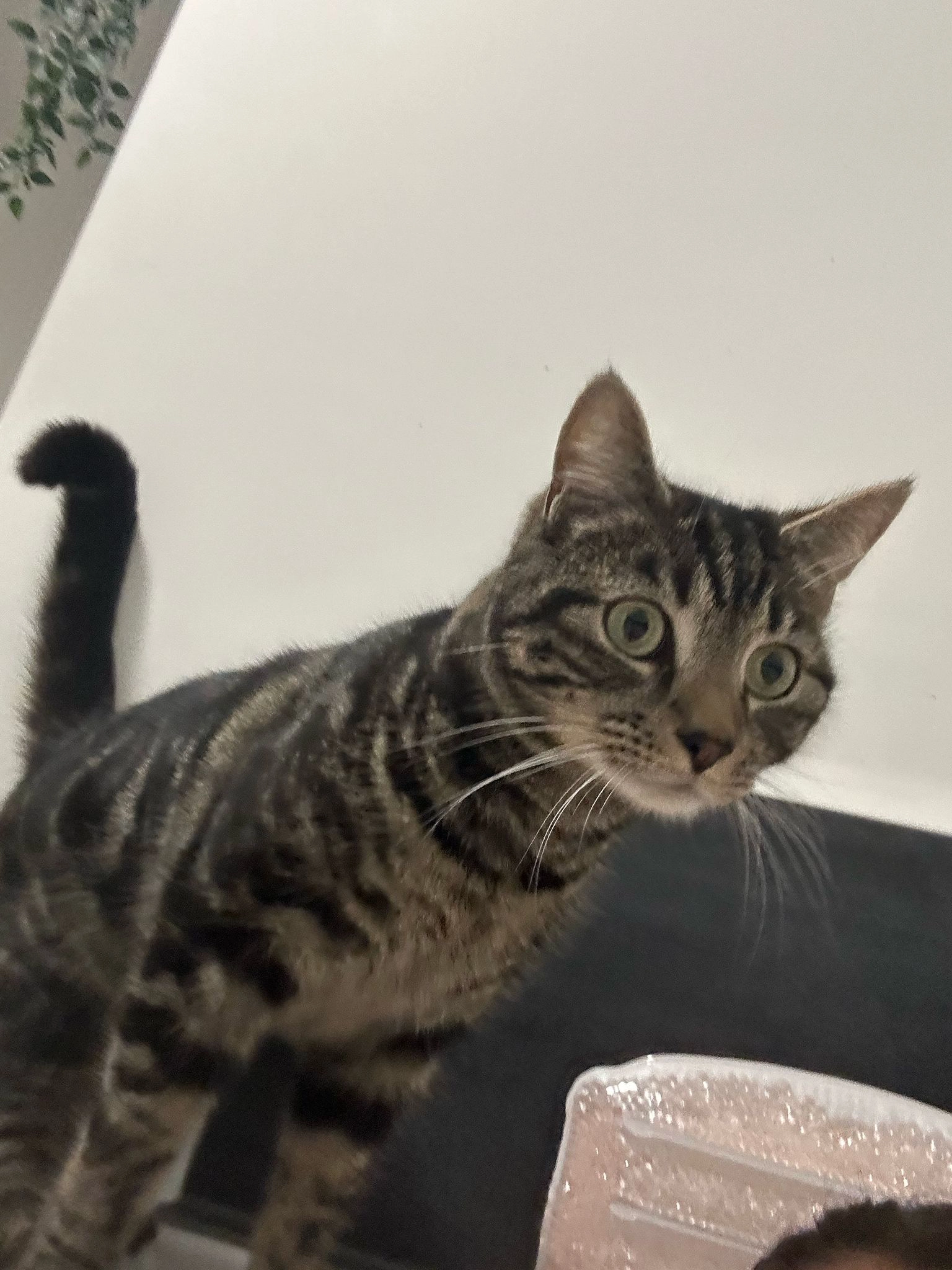 Rory - Crofton Avenue, London