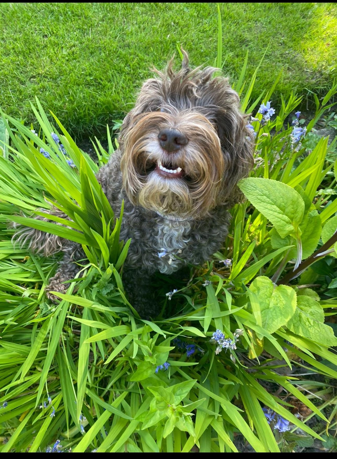 Dougal  - Eaton Bank, Belper
