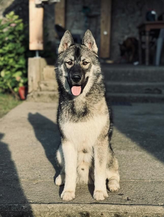 Volt - 11 Allée Saint-Michel, Grignols