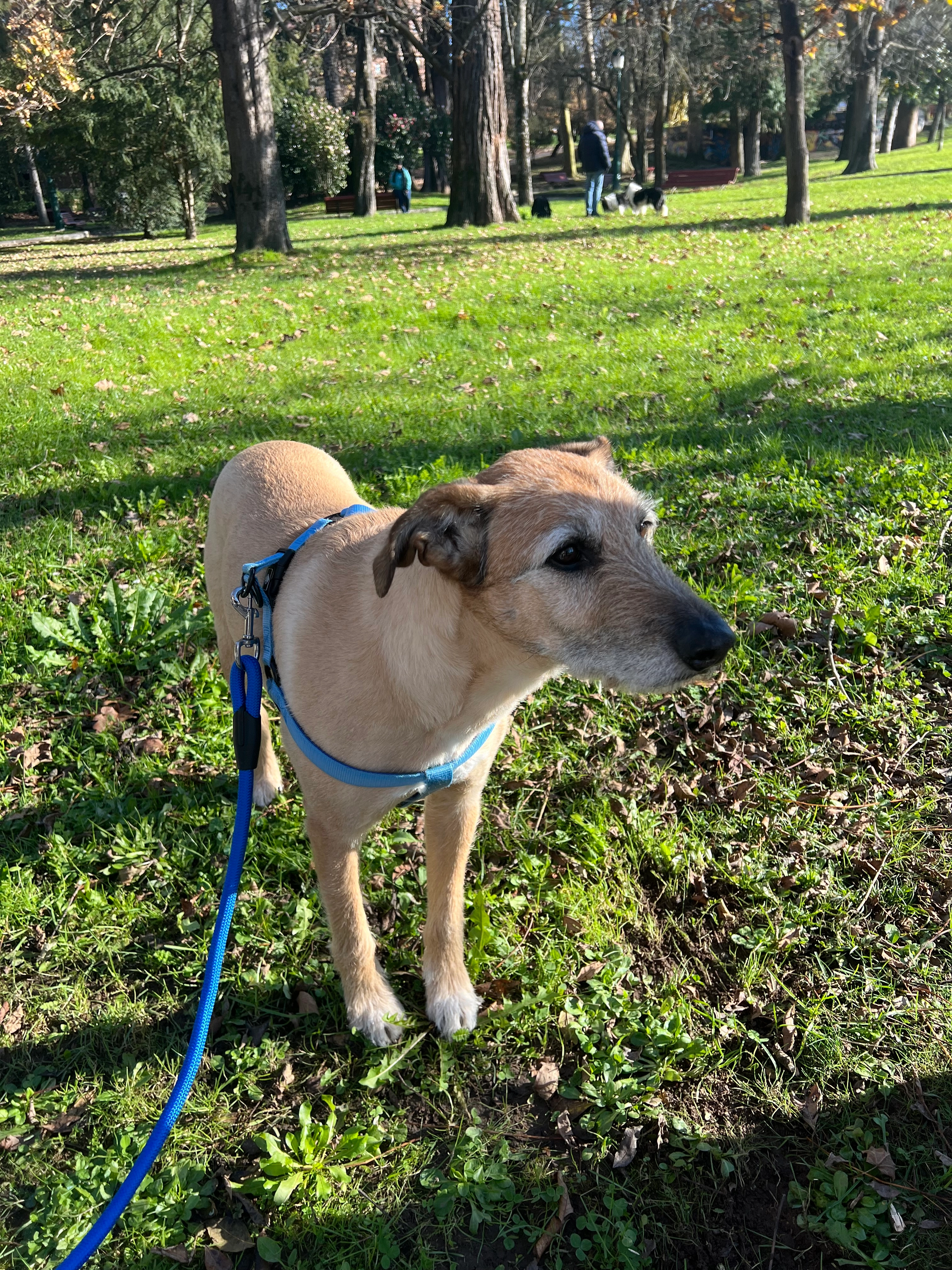 Miki - Avenida Manuel Pondal, Torrelavega