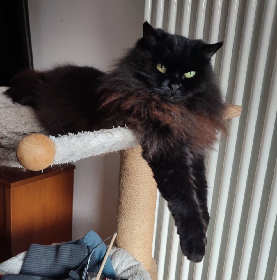 Mecki - Cornelia-Schlosser-Allee, Freiburg im Breisgau